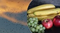 Від надокучливих мошок не залишиться і сліду: прості лайфхаки, які працюють
