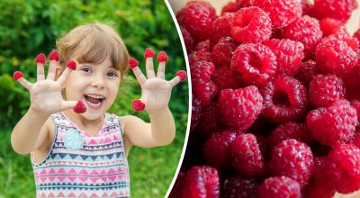 Великий та солодкий урожай: яке найкраще добриво для малини Великий та солодкий урожай: яке найкраще добриво для малини