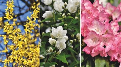 Які красиві чагарники посадити в саду: названо найкращі варіанти