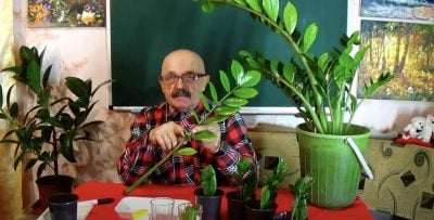 З однієї гілки вийде цілий сад: як виростити доларове дерево з листочка