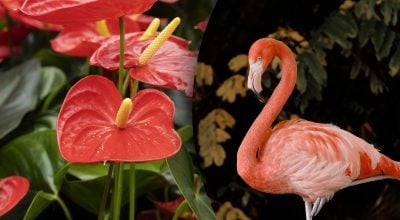 Китайський гороскоп на завтра 11 червня