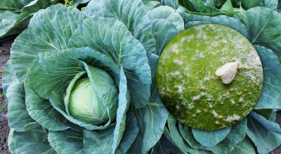 Чим обприскати капусту від білокрилки: простий засіб з аптеки врятує ваш урожай