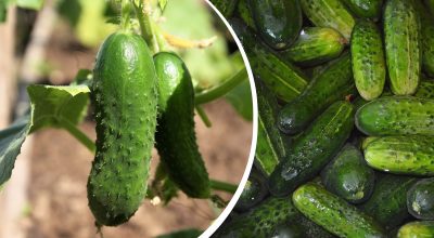 Як зберегти огірки свіжими довше: простий секрет з крижаною водою від садівниці Як зберегти огірки свіжими довше: простий секрет з крижаною водою від садівниці