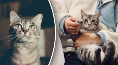 Що відчуває кішка, коли її присипляють: чому не варто це робити Що відчуває кішка, коли її присипляють: чому не варто це робити