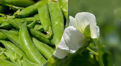 Чому потрібно обов'язково посадити горох: це має знати кожен городник