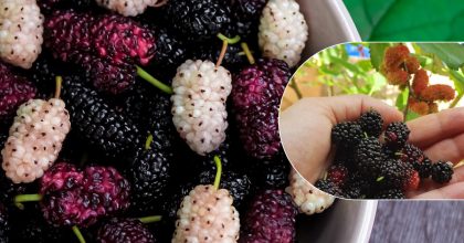 Вкусно и полезно: что можно приготовить из шелковицы - советы на любой вкус
