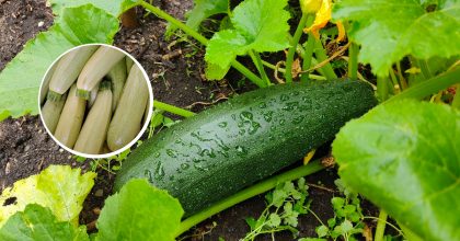 Что делать с переросшими кабачками: интересные рецепты на любой вкус