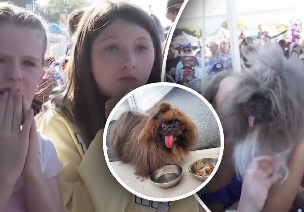 Обрано найпотворнішого пса у світі: він "допомагав" собакам в Україні, фото