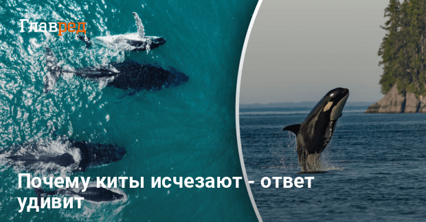 Зачем раньше использовали китовый жир: впечатляющее открытие - Главред