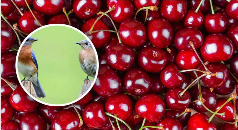 Як відлякати птахів від черешні: що зробити, щоб зберегти солодкий урожай