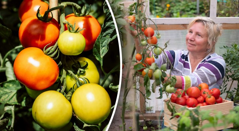 Не встигатимете збирати врожай: що зробити, щоб помідори швидше червоніли на кущі