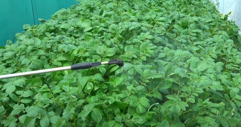 Чим обробити баклажани, щоб не їв колорадський жук: дуже грамотна порада