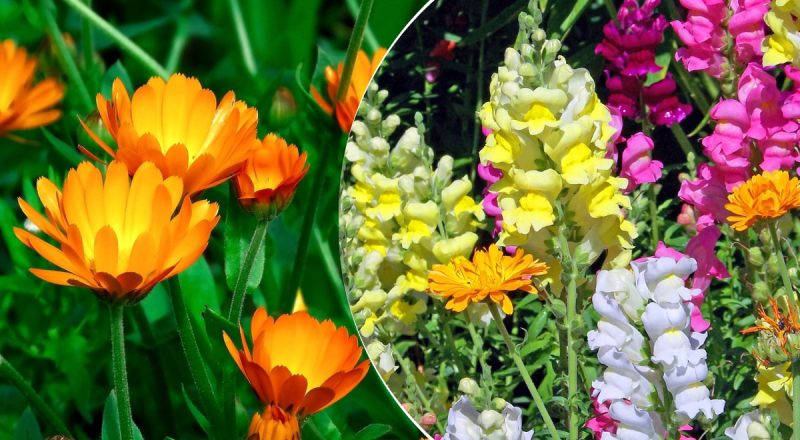 Вредителей просто не станет: самые полезные цветы для красивого сада