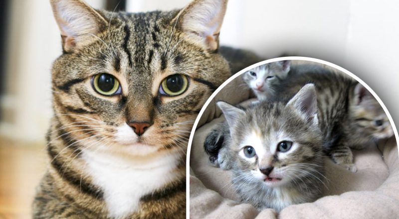 Как определить возраст кота - топ самых простых способов