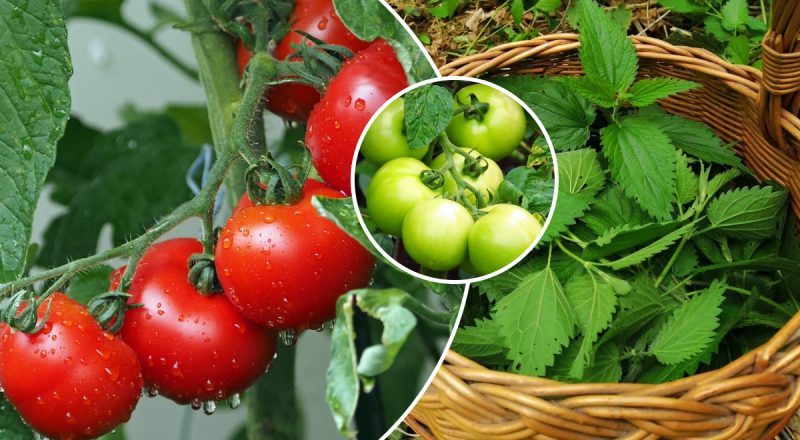 Помидоры будут большие и мясистые: мужчина раскрыл рецепт удобрения на вес золота