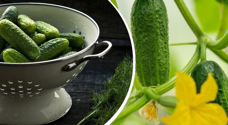 Це врятує ваш урожай: що потрібно зробити, щоб огірки не були гіркими