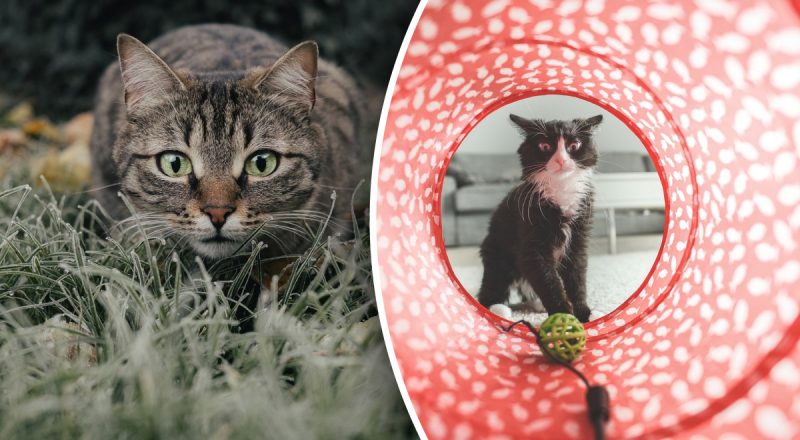 Котячий тест на IQ: як за 5 хвилин зрозуміти, наскільки розумний ваш улюбленець