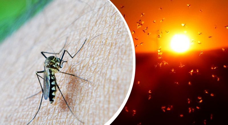 Без них изменится целая планета: зачем нужны комары - неожиданные факты