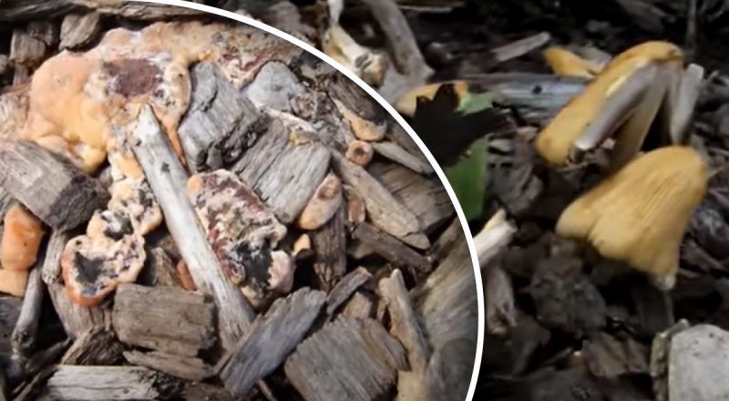 "Нізащо не їжте їх": садівник розповів, чому на городі ростуть гриби