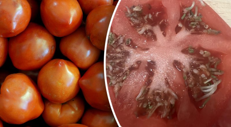 Чоловік купив додому помідори: те, що він побачив всередині - огидливо