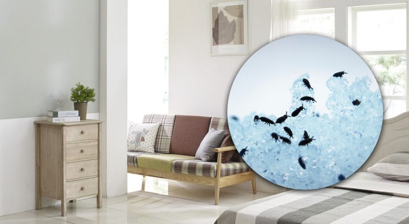 Як позбутися бліх у будинку: народні засоби, які завжди є під рукою