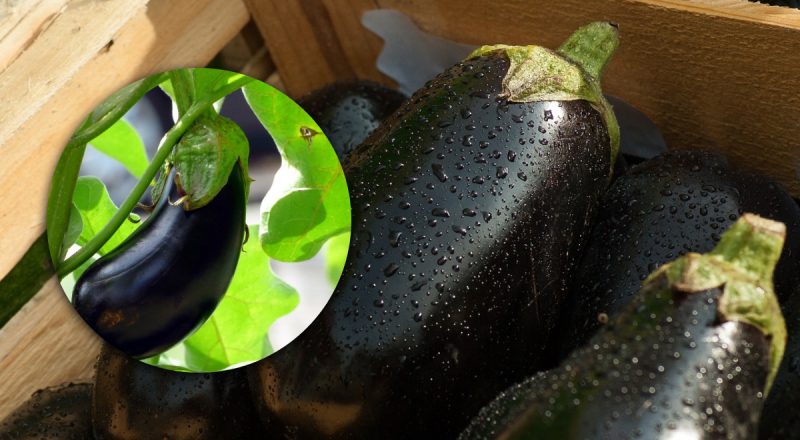 Чем полезны баклажаны: простой ответ изумит опытных дачников