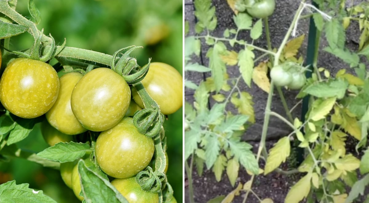Чего не хватает помидорам, если желтеют листья: чем покормить растения и спасти урожай