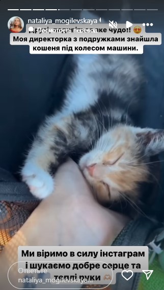 Котенка нашла директор Могилевской Котенка нашла директор Могилевской