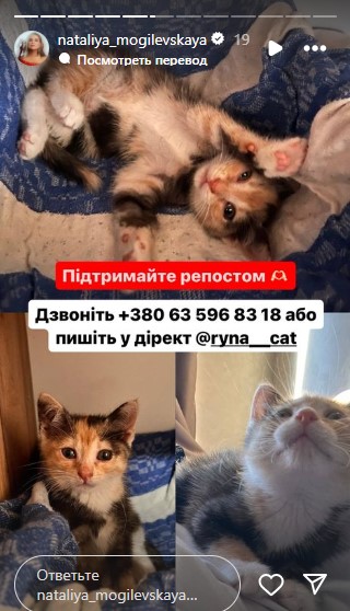 Наталья Могилевская оставила контакты, у кого можно забрать котенка Наталья Могилевская оставила контакты, у кого можно забрать котенка