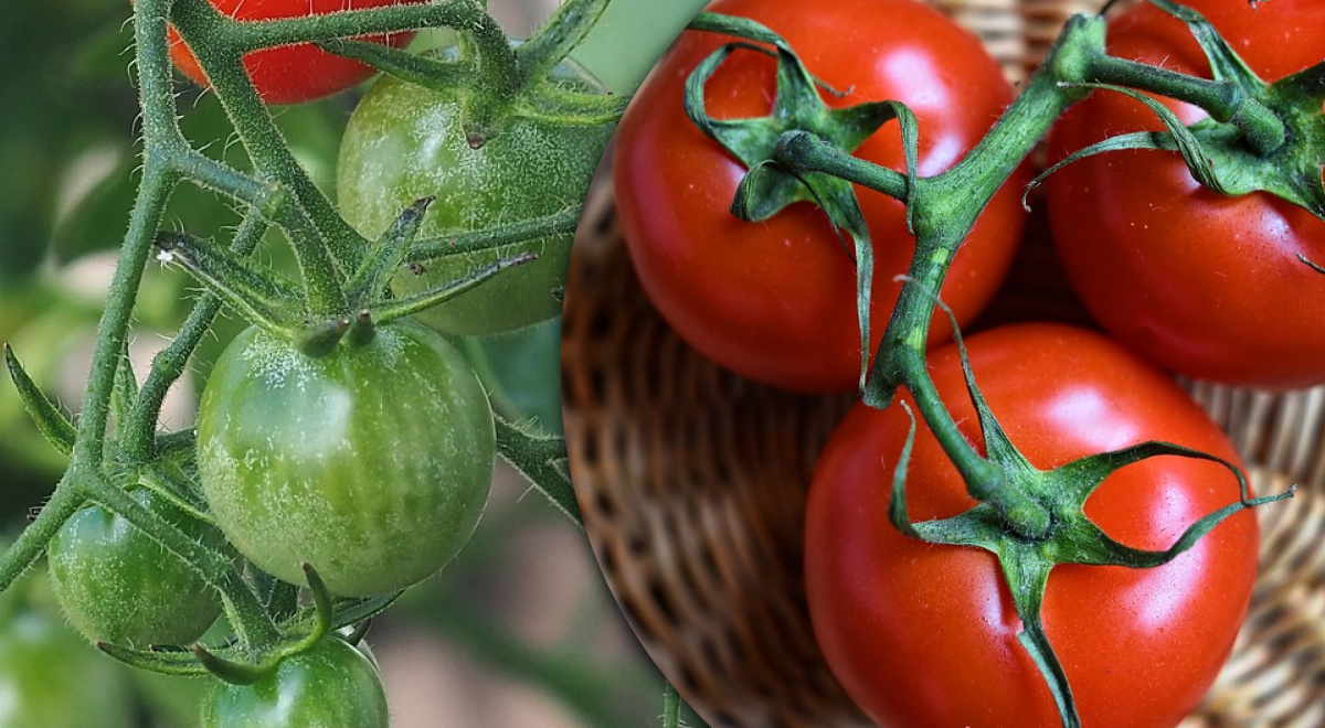 У томатов листья скручиваются: что делать и как вылечить помидоры
