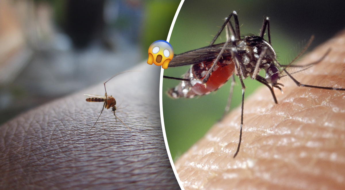 Вздохнете с облегчением: как избавиться от зудящих комариных укусов