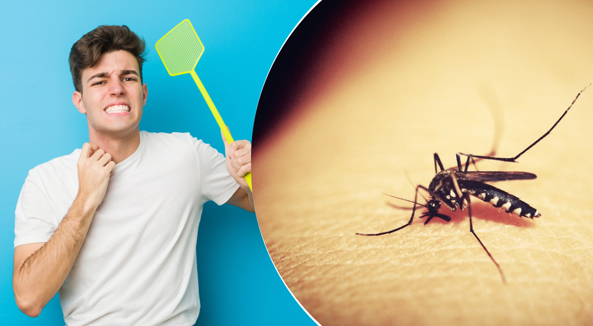 Неожиданная причина: почему именно самки комаров кусают людей - что их привлекает