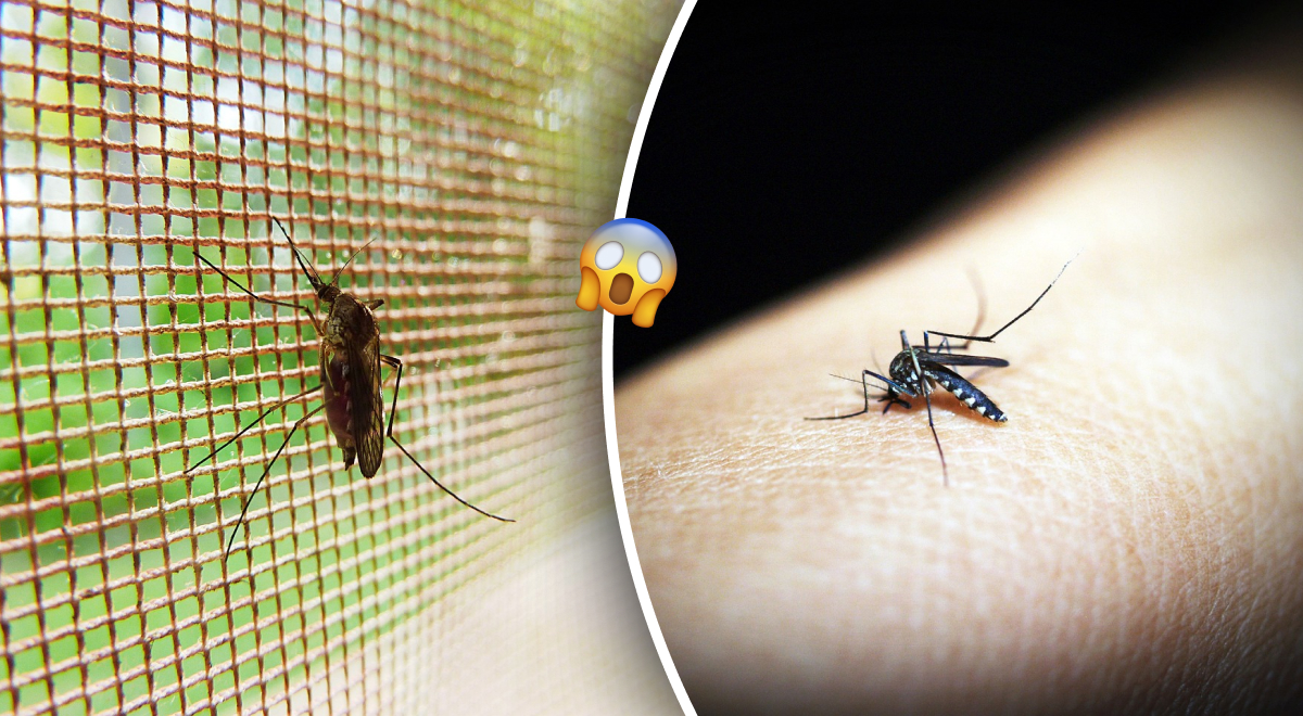 Ненавидят эти запахи: эксперт назвал лучшие способы, чтобы избавиться от комаров