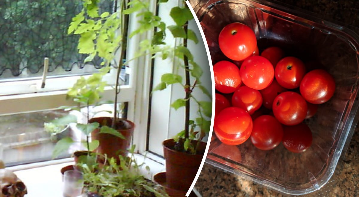 Полноценный огород дома: как вырастить помидоры на балконе