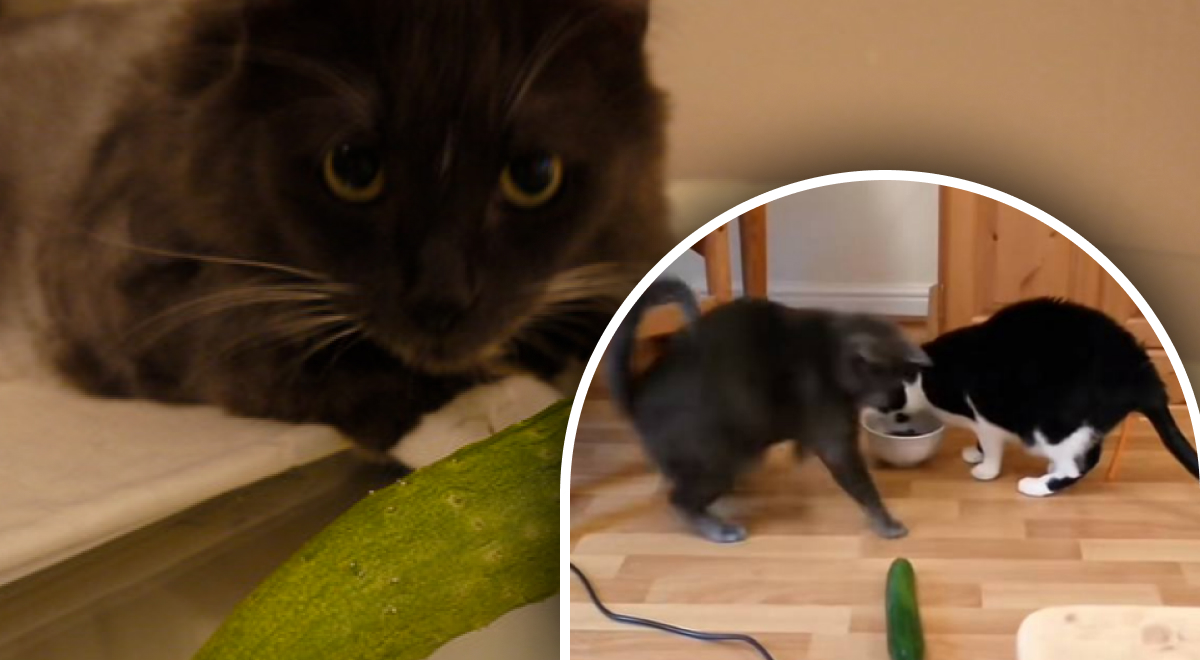 Почему коты боятся огурцов: эксперты объяснили реакцию четвероногих