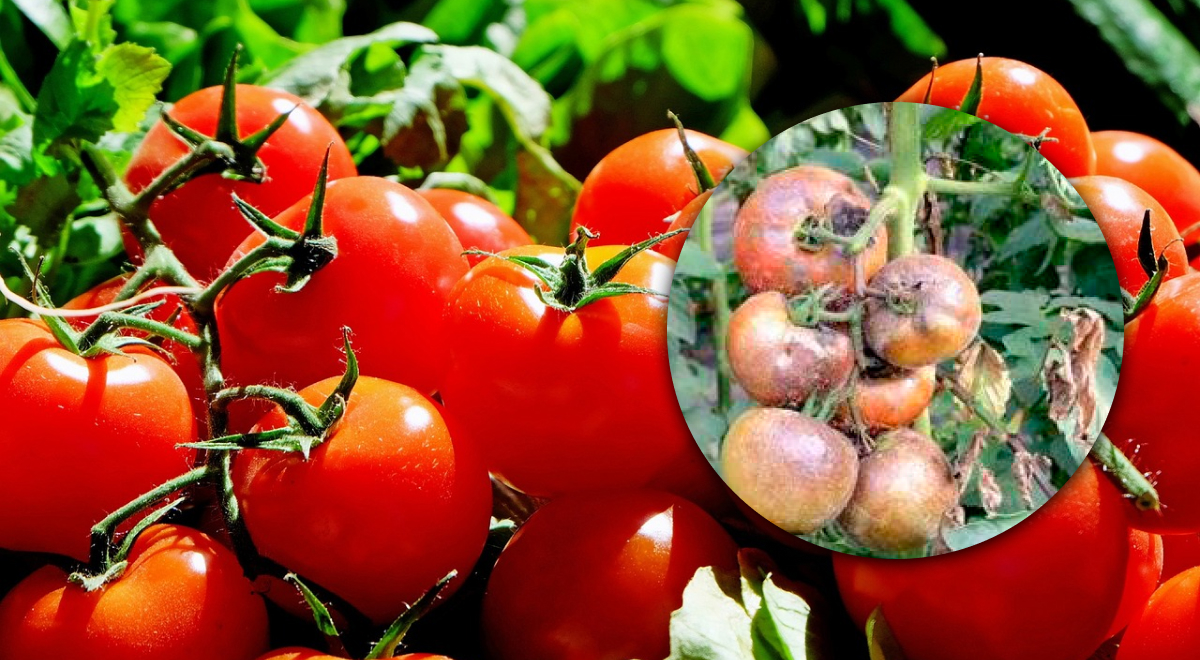 Томаты ошарашат небывалым урожаем: как спасти помидоры от фитофторы