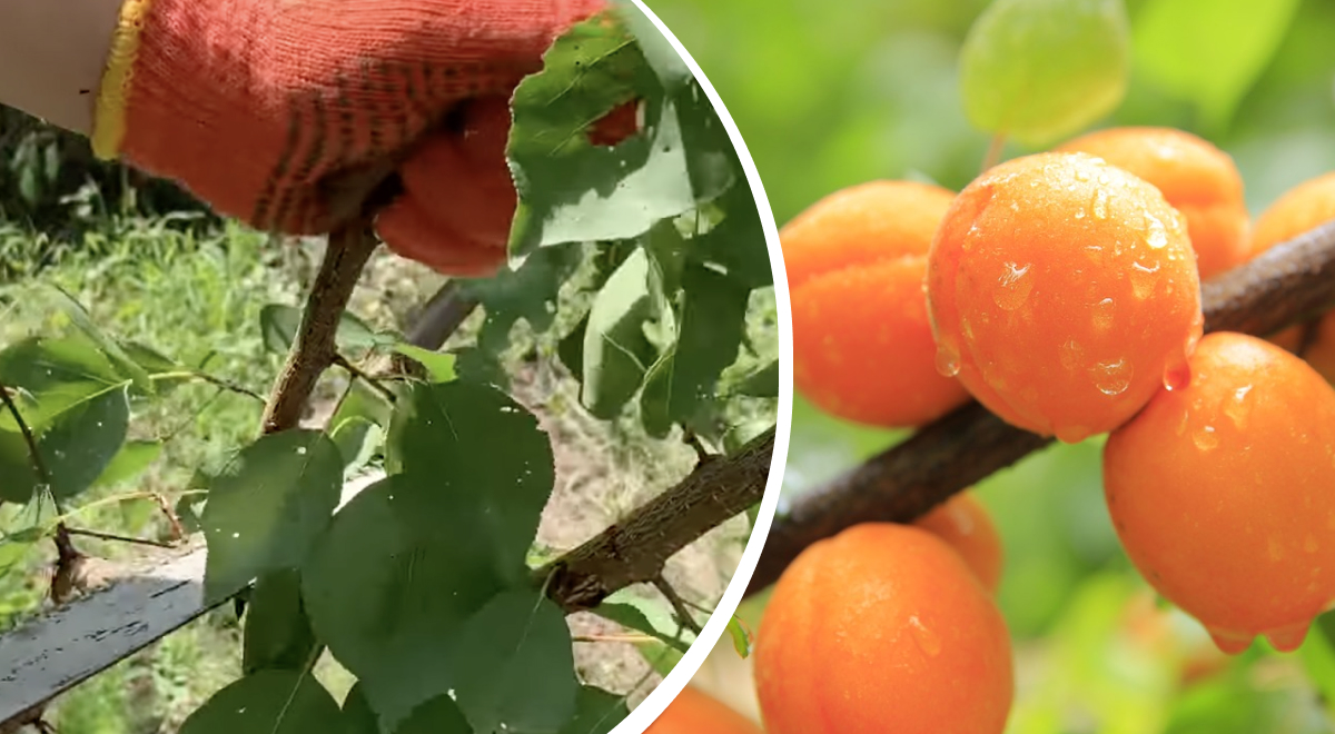 Почему абрикос не плодоносит: садовод рассказал, что обязательно нужно сделать летом
