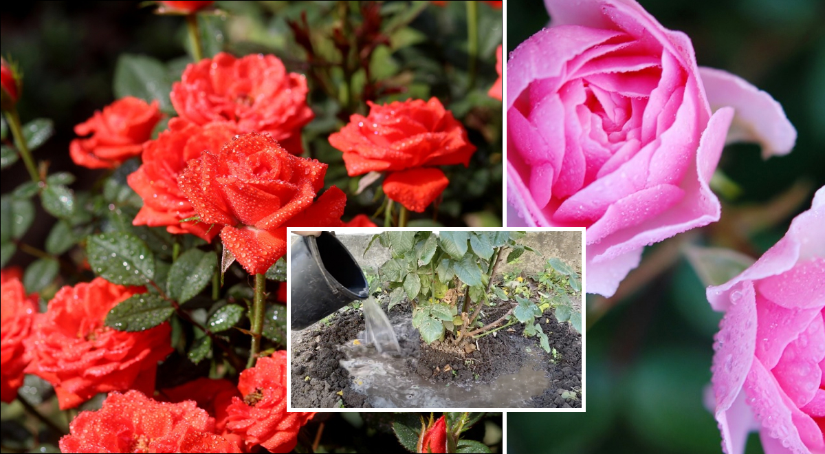 Чем подкормить розы, чтобы они обильно цвели: названо лучшее удобрение