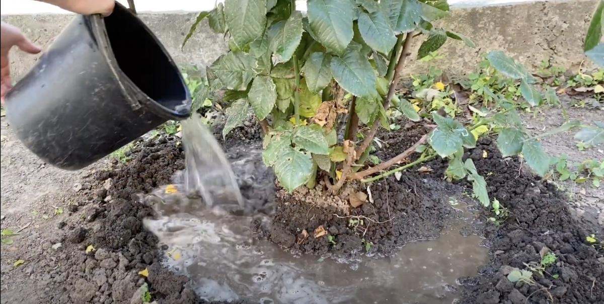 Чим підгодувати троянди, щоб вони рясно цвіли: названо найкраще добриво Чим підгодувати троянди, щоб вони рясно цвіли: названо найкраще добриво