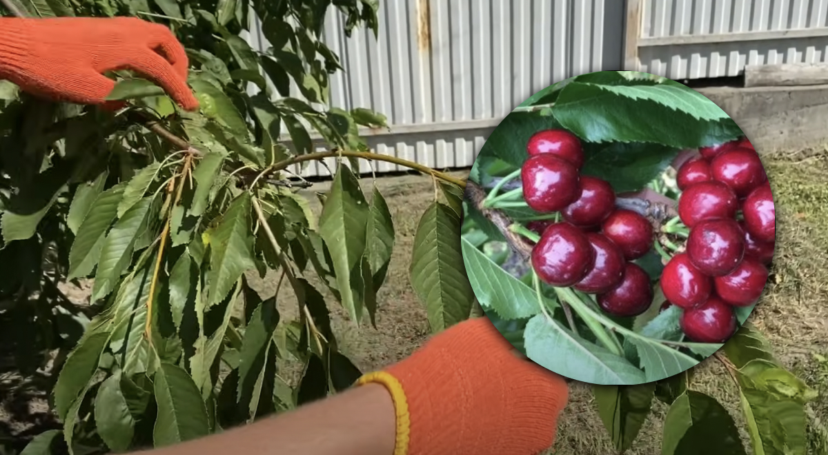 От плодов будут ломиться ветки: как обрезать черешню летом для повышения урожая