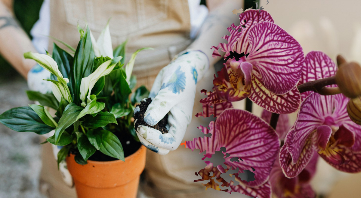 Орхидеи и мирные лилии будут цвести круглый год: раскрыт секрет цветущих витрин