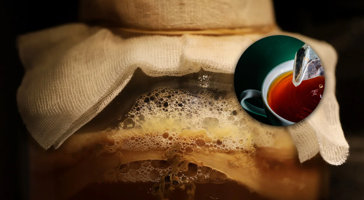 Как вырастить чайный гриб: 3 способа, чтобы получить домашнюю комбучу