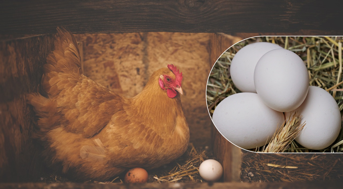 Чем кормить курей, чтобы не клевали яйца: хитрый фокус гарантирует результат