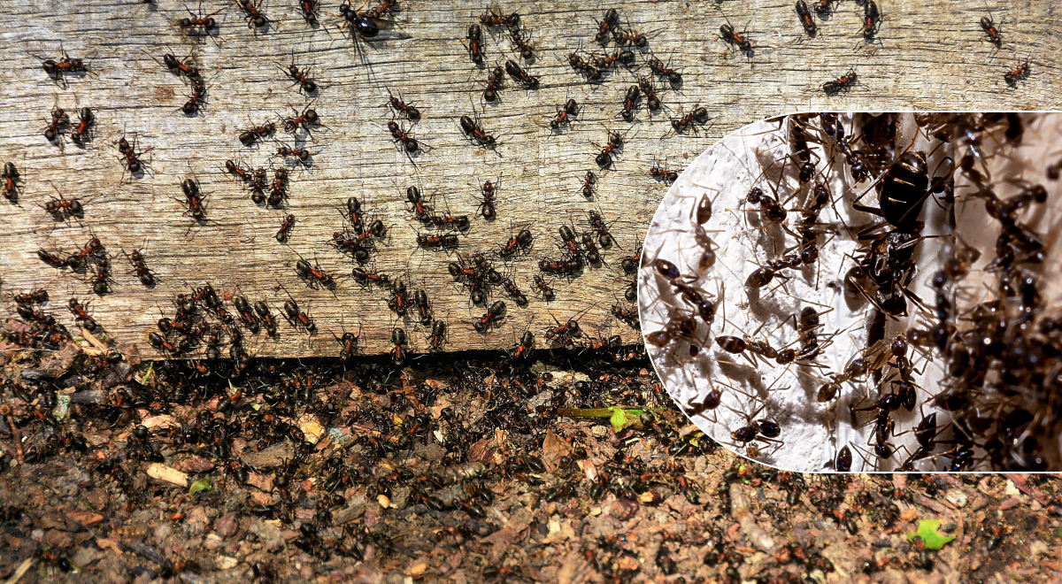 Убегут сами: как быстро избавиться от муравьев в доме и возле него - ТОП-средства