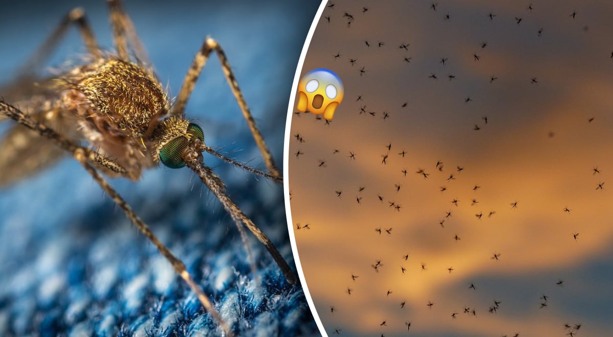 И писка не услышите: 4 способа избавиться от комаров в доме