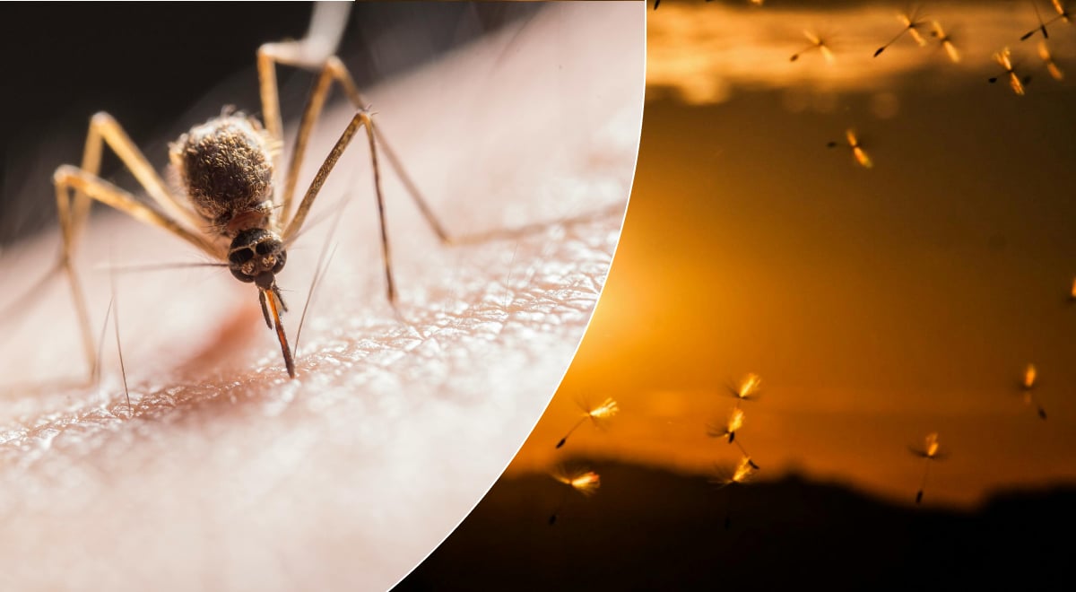 Самый большой страх для комаров и мух: ТОП-4 растения, которые отпугивают насекомых