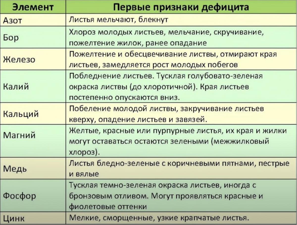 Чим підгодувати черешню