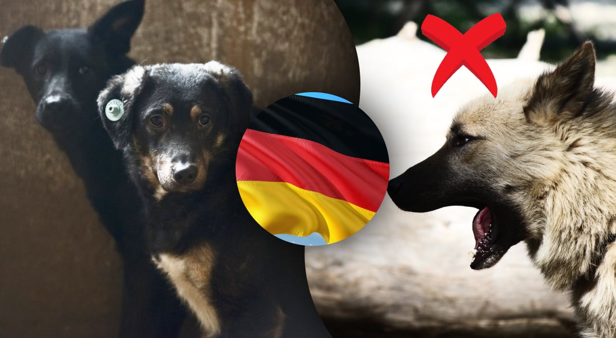 Удивительно, но гениально: почему собаки в Германии не лают - ответ шокирует