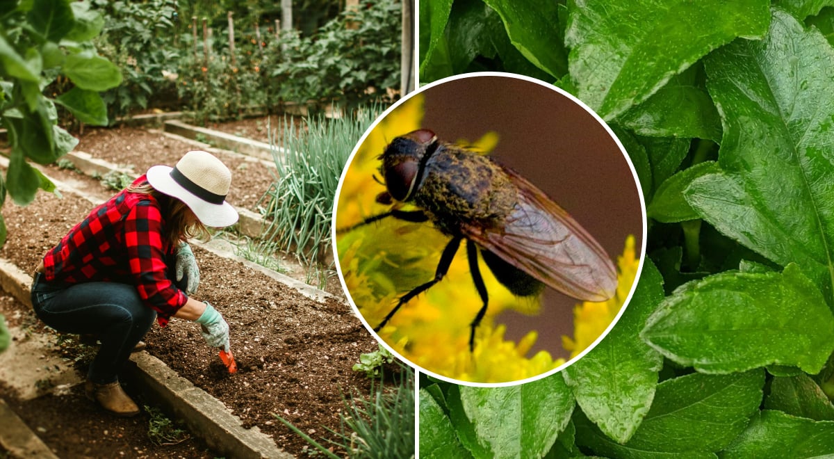 Есть почти в каждом саду: какие растения лучше всего отпугивают мух от дома