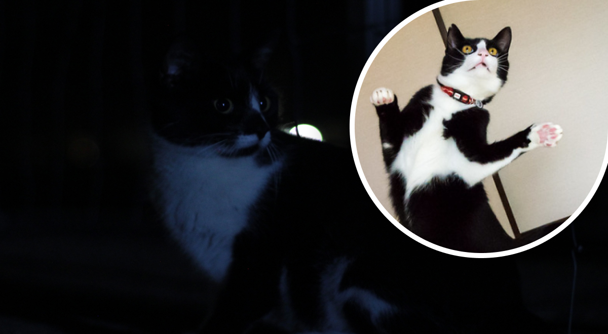 Почему кот мяукает ночью: неожиданная разгадка поведения любимцев